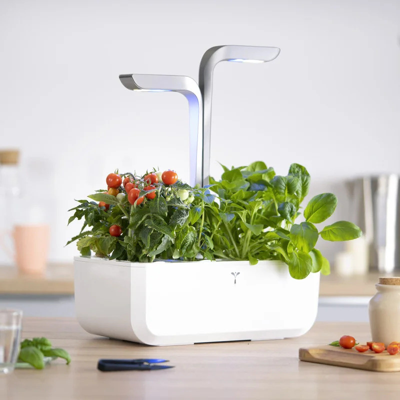 Véritable Lingot Rote Mini-Tomate